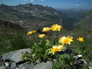 22 Doronicum grandiflorum...